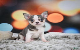 Chihuahua dogs for sale: Bo - Image 3