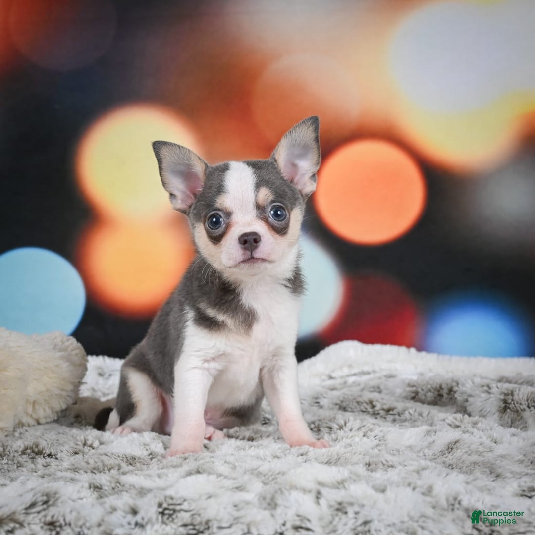 Chihuahua dogs for sale: Bo - Image 3