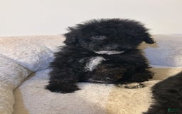 Yorkiepoo dogs for sale: Apollo - Image 1