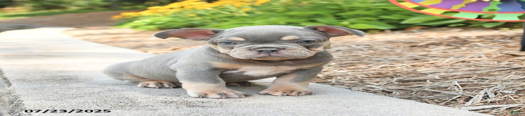 Rufus