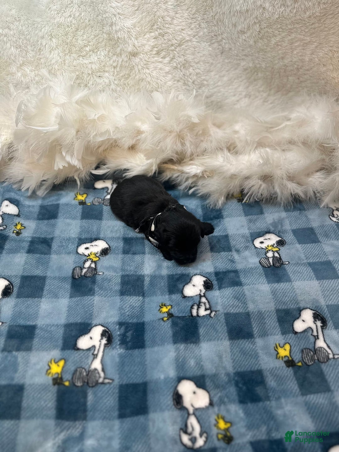 Morkie dogs for sale: Asa - Image 1