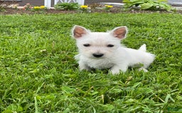West Highland Terrier dogs for sale: Wyatt - Image 6
