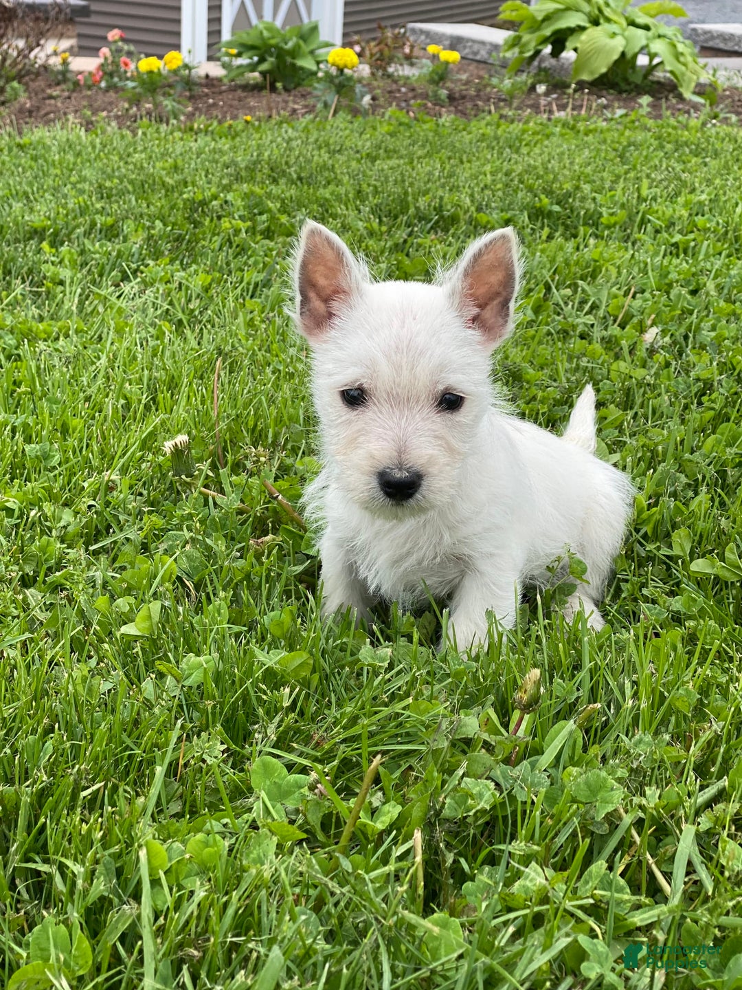 West Highland Terrier dogs for sale: Wyatt - Image 6
