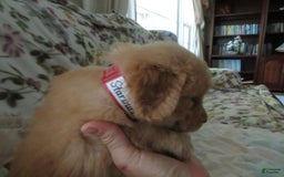 Golden Retriever dogs for sale: Starburst - Image 12