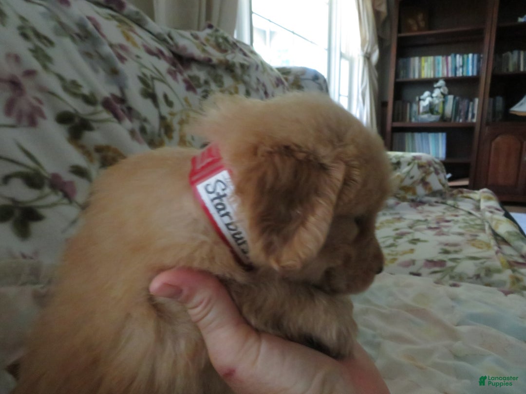 Golden Retriever dogs for sale: Starburst - Image 12