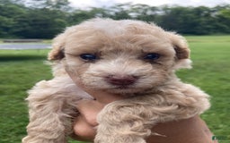 Miniature Poodle dogs for sale: Dexter - Image 16