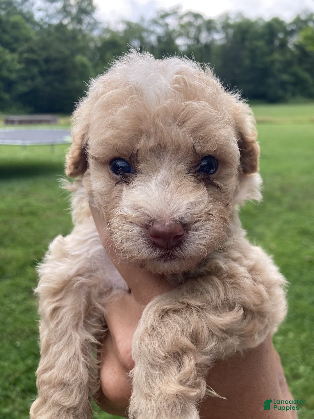 Miniature Poodle dogs for sale: Dexter - Image 16
