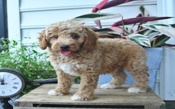 Mini Goldendoodle dogs for sale: Pepper - Image 5