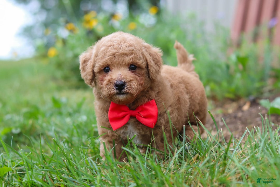Maltipoo dogs for sale: Shiloh - Image 8