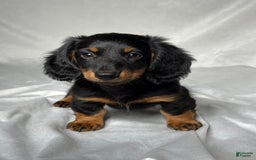 Miniature Dachshund dogs for sale: Miniature Dachshund 2 puppies - Image 1