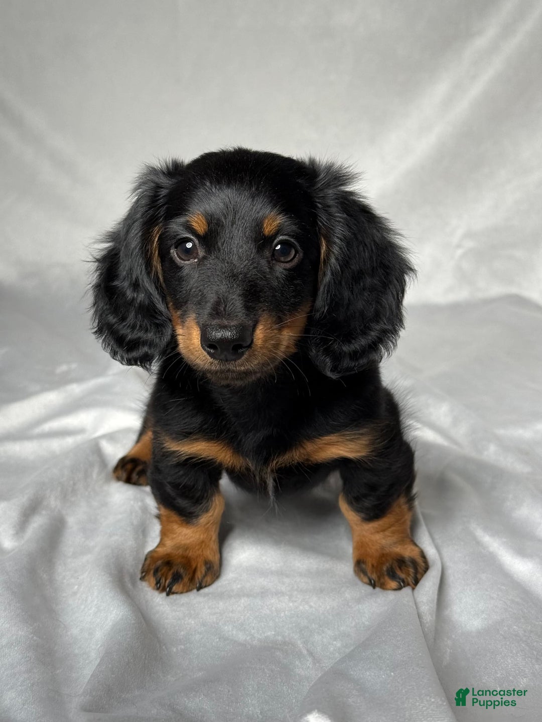 Miniature Dachshund dogs for sale: Miniature Dachshund 2 puppies - Image 1
