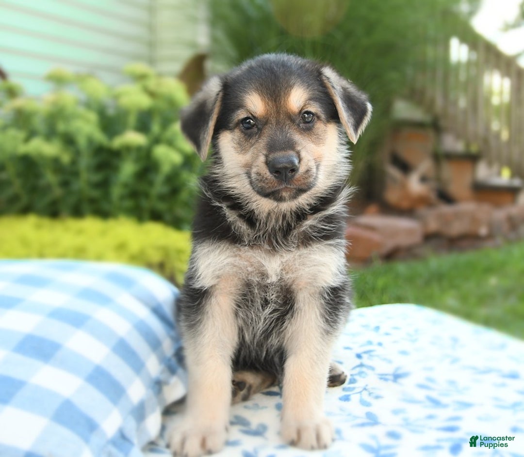 German Shepherd dogs for sale: Timber - Image 3