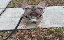French Bulldog dogs for sale: Blue Fawn - Image 1