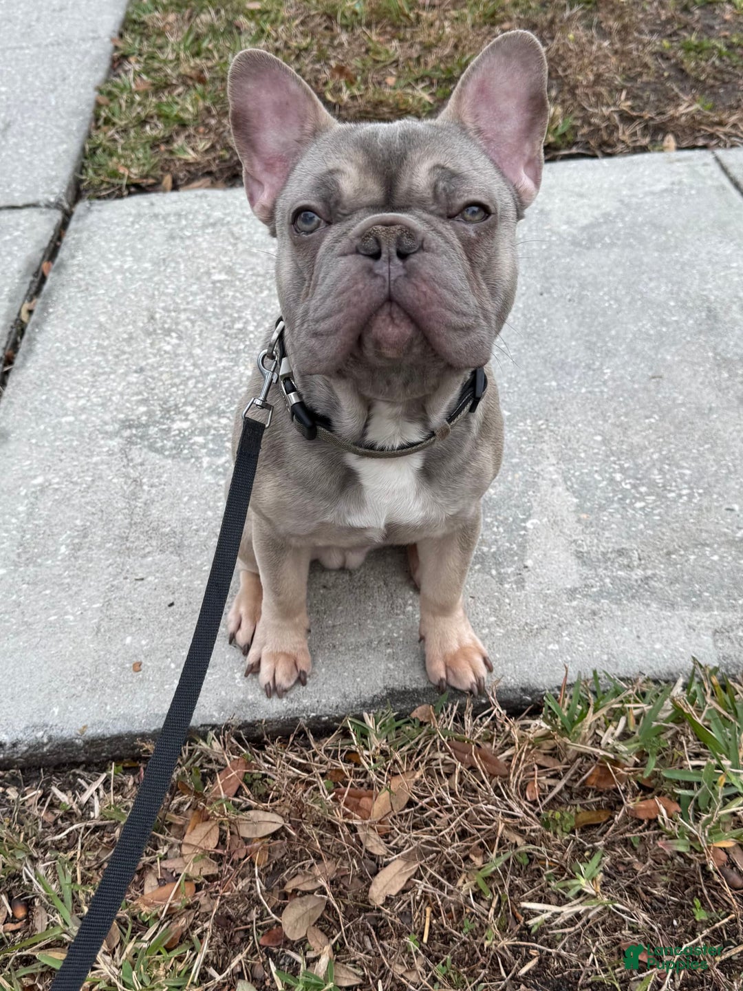 French Bulldog dogs for sale: Blue Fawn - Image 1