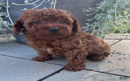 Toy Poodle dogs for sale: Jax - Image 5