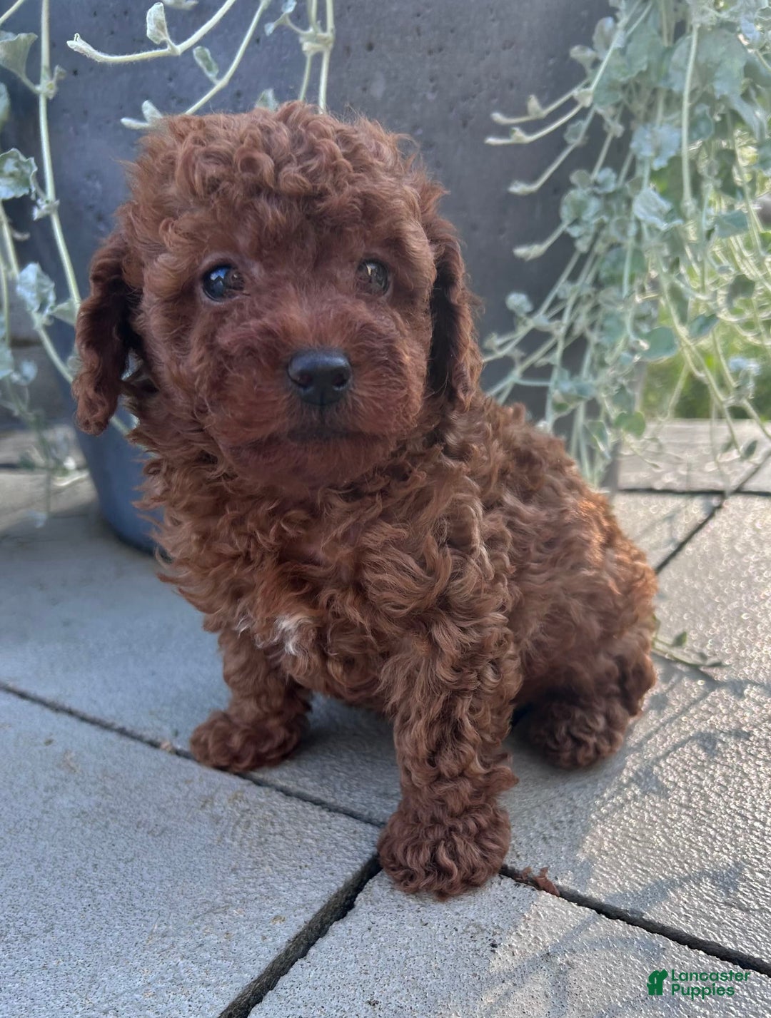 Toy Poodle dogs for sale: Jax - Image 5