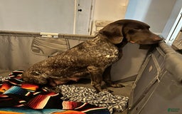 German Shorthaired Pointer dogs for sale: Rayn - Image 4