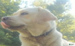 Labrador Retriever dogs for sale: Honey - Image 3