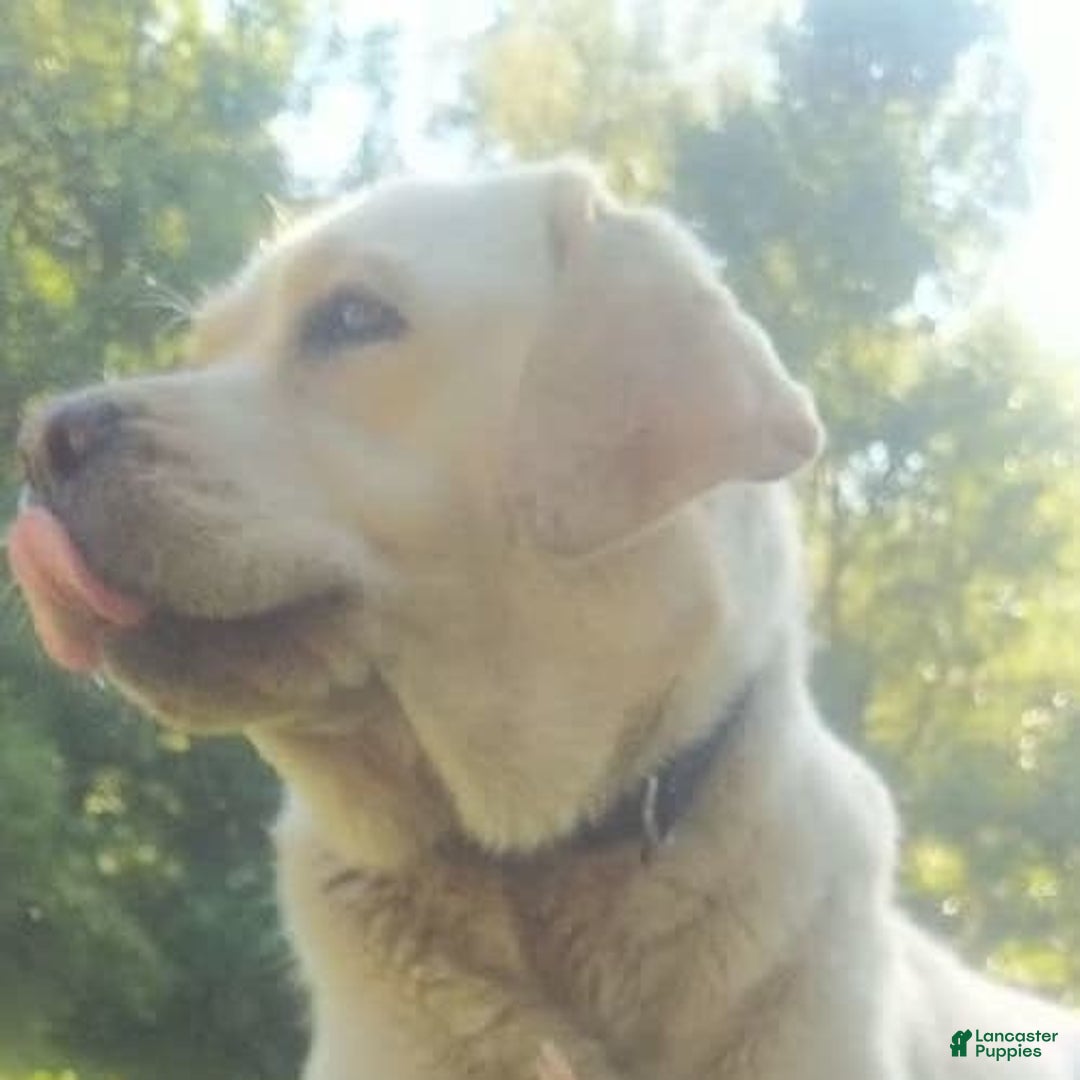 Labrador Retriever dogs for sale: Honey - Image 3