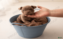 American Bully dogs for sale: Draco - Image 1