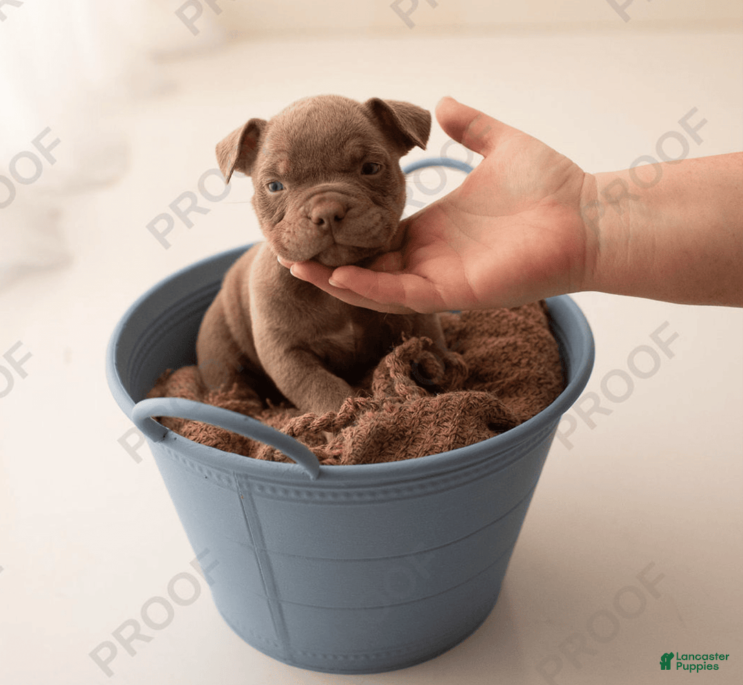 American Bully dogs for sale: Draco - Image 1