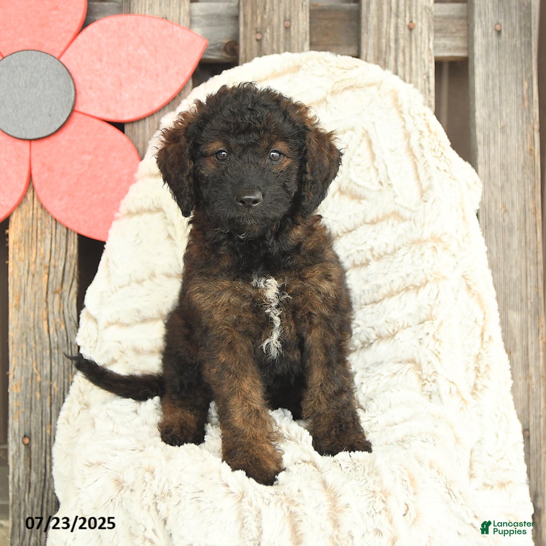 Mini Goldendoodle dogs for sale: Muffin - Image 3