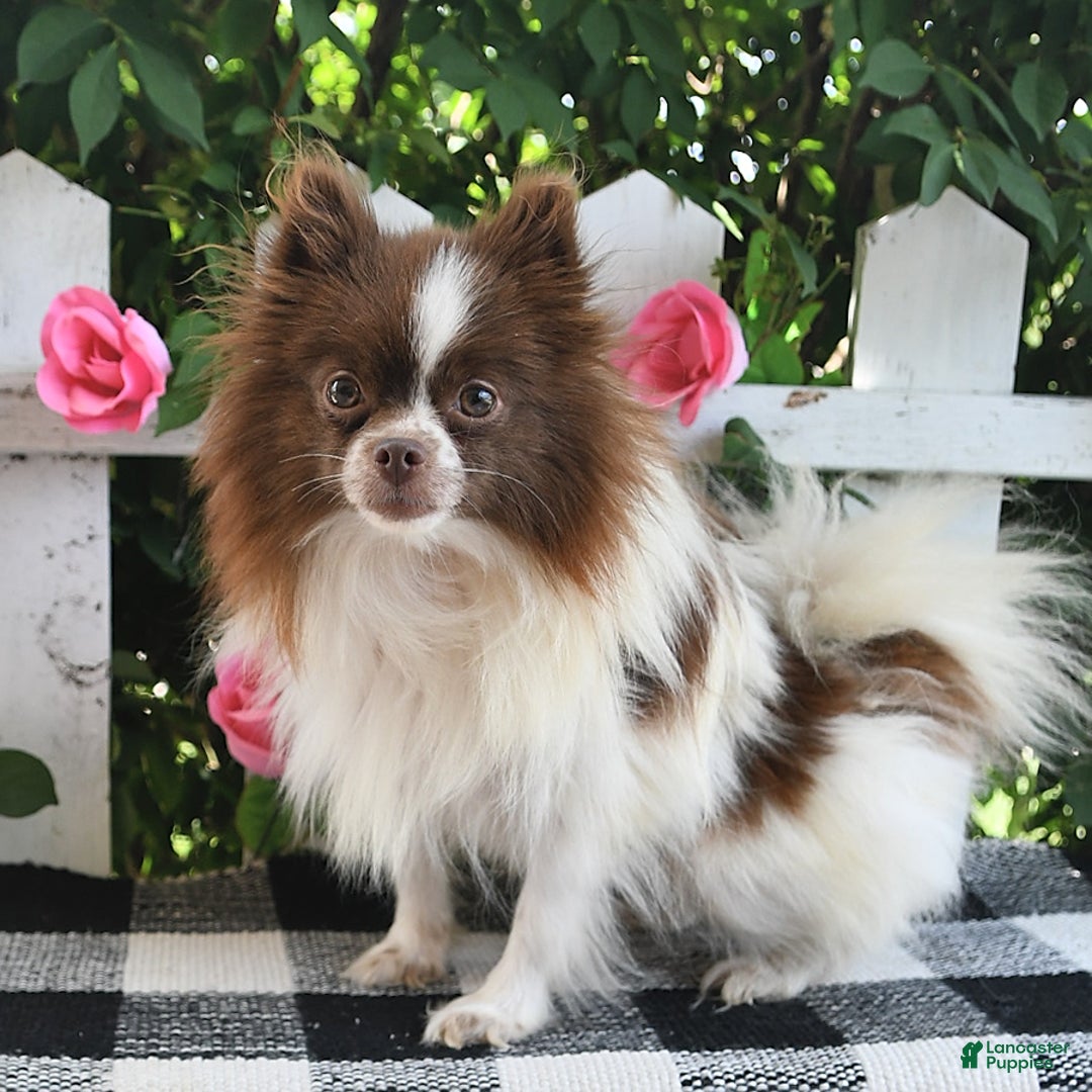 Pomeranian dogs for sale: Teddy - Image 11