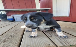 Australian Cattle Dog dogs for sale: Chaol - Image 2