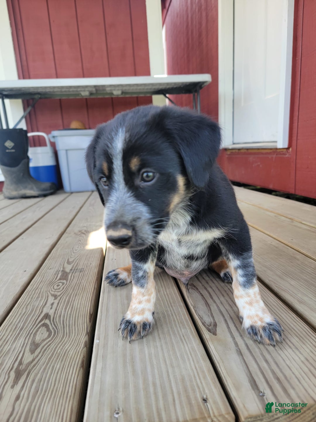 Australian Cattle Dog dogs for sale: Chaol - Image 2