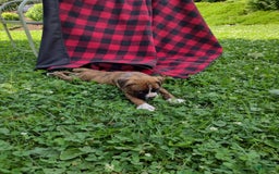 Boxer dogs for sale: Ryder - Image 5
