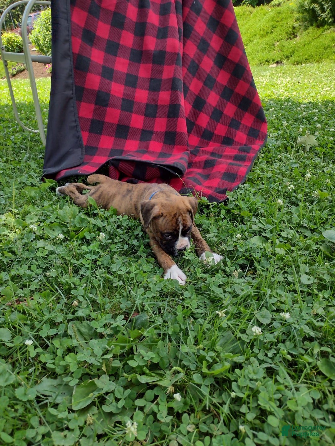 Boxer dogs for sale: Ryder - Image 5