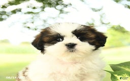 Shih Tzu dogs for sale: Leo - Image 2