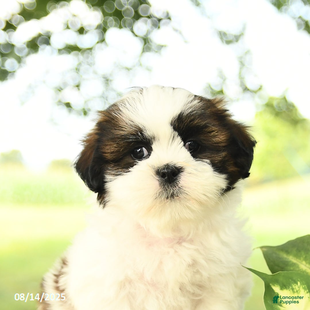 Shih Tzu dogs for sale: Leo - Image 2
