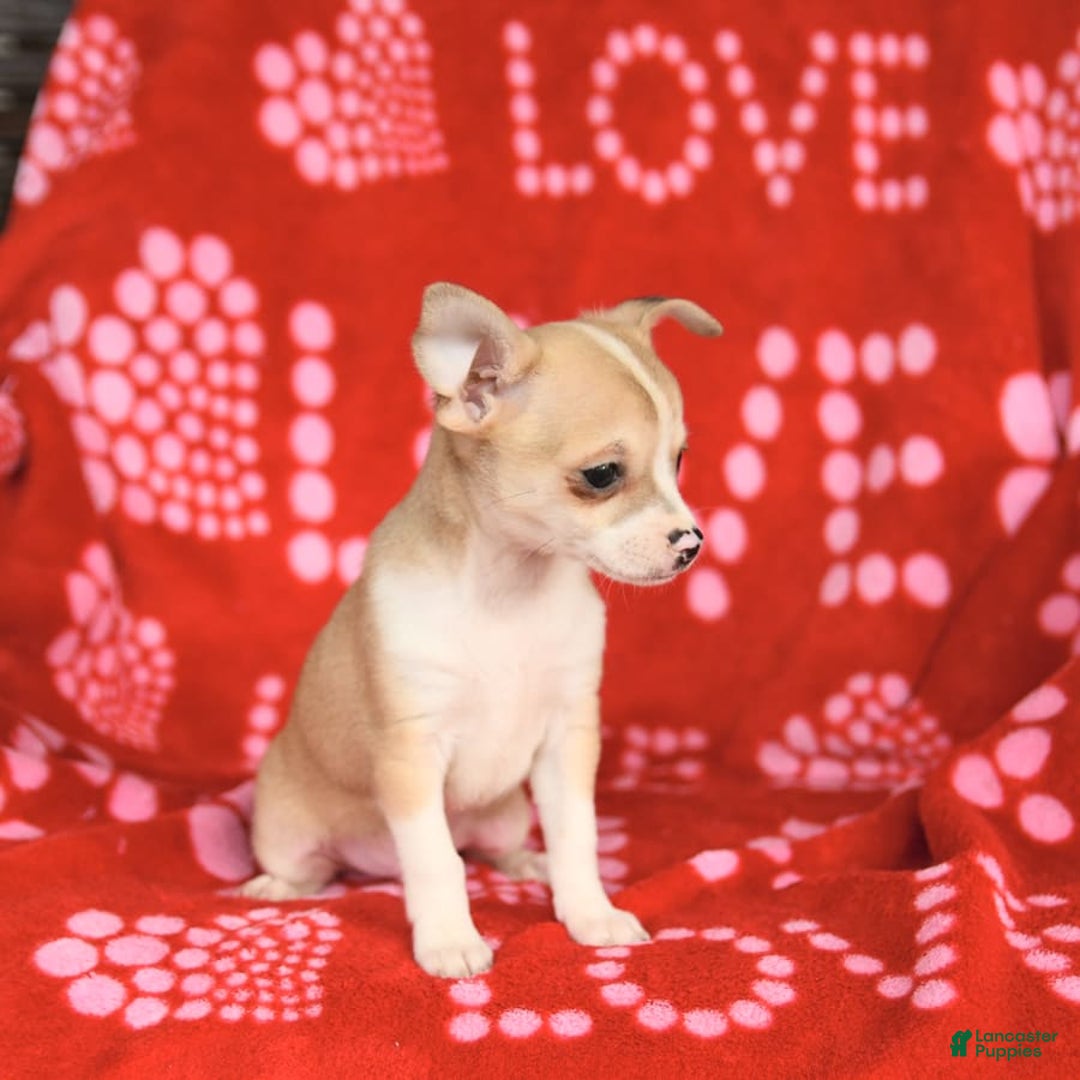 Chihuahua dogs for sale: Peanut - Image 3