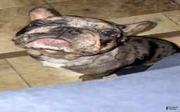 French Bulldog dogs for sale: Milo - Image 4