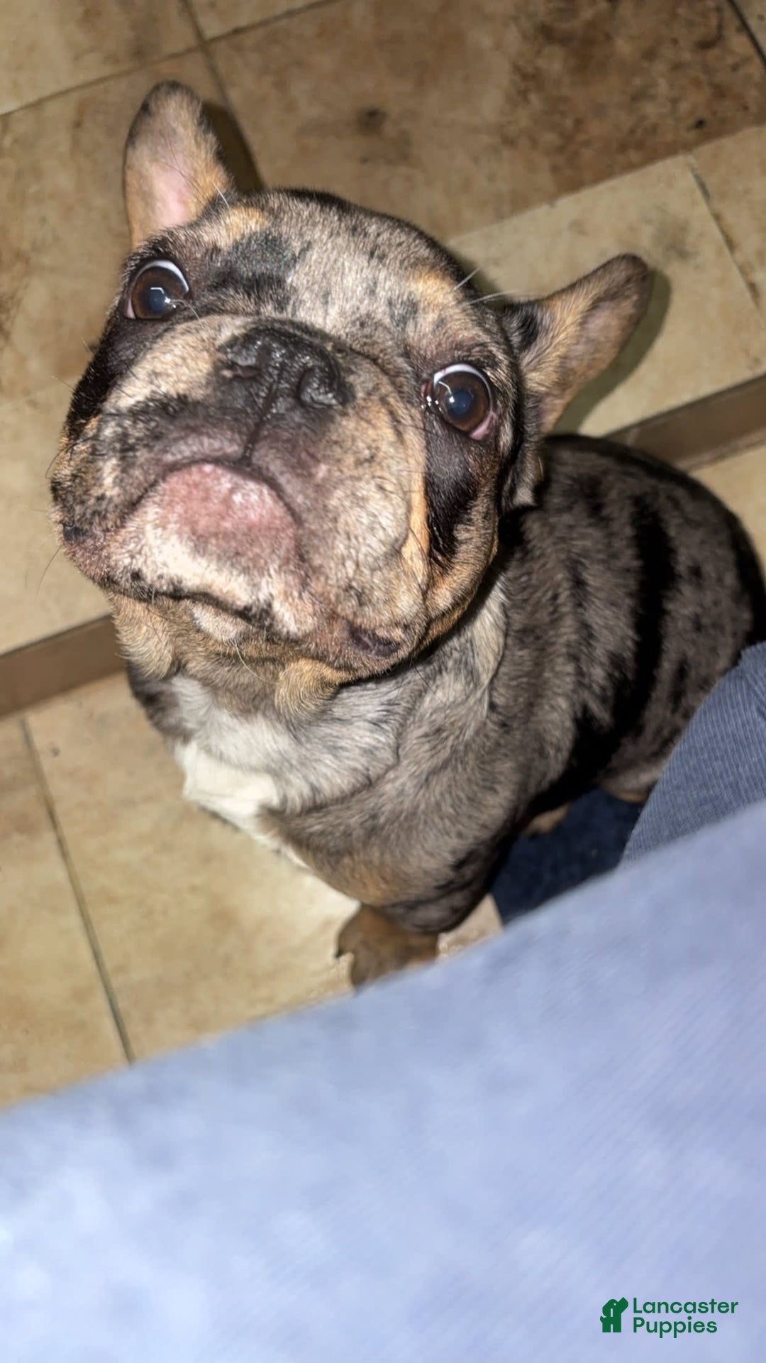 French Bulldog dogs for sale: Milo - Image 4
