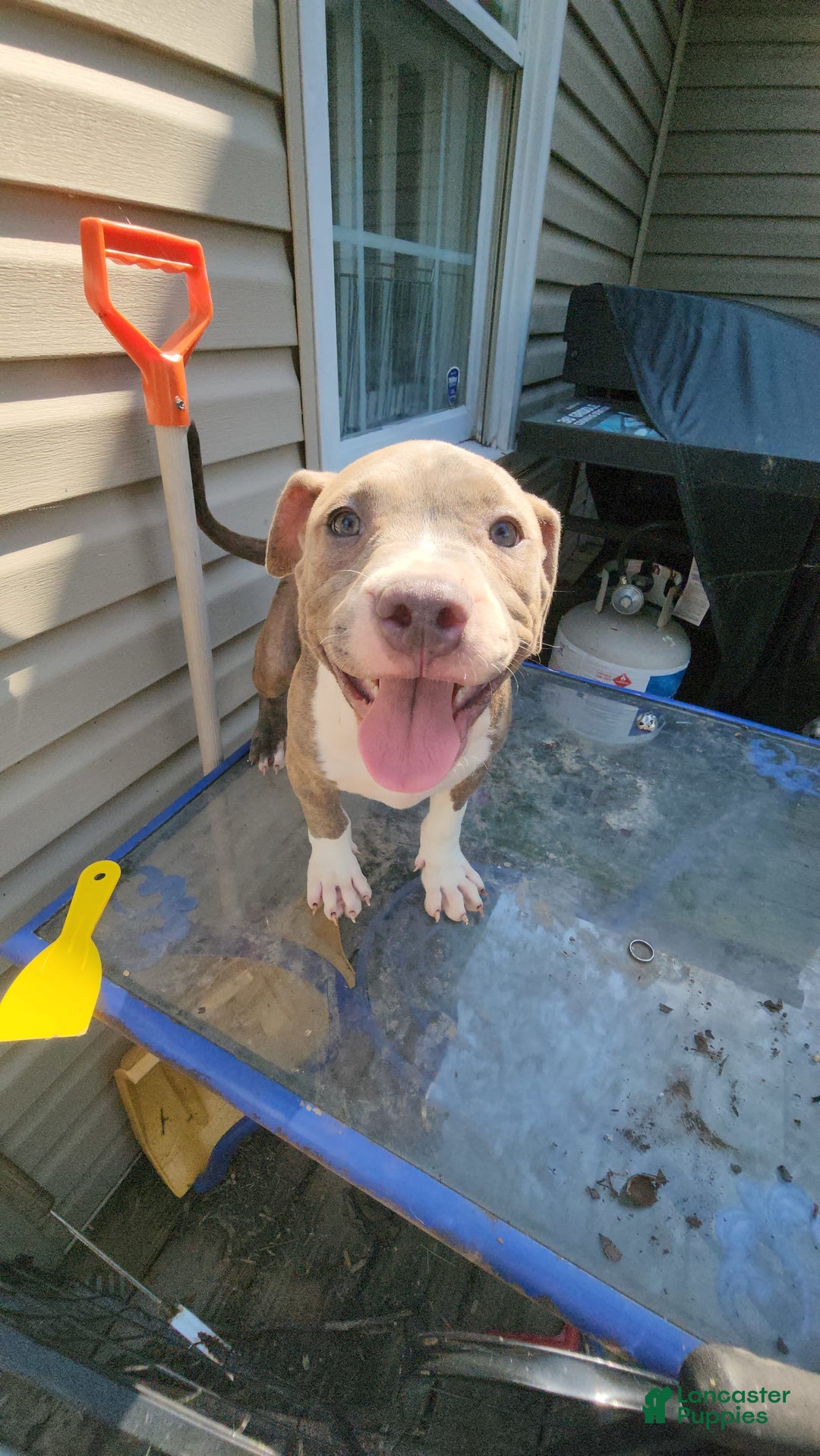 American Bully dogs for sale: Athena - Image 9
