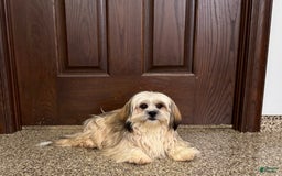Lhasa Apso dogs for sale: Heather - Image 4