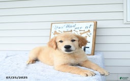 Golden Retriever dogs for sale: Clem - Image 6