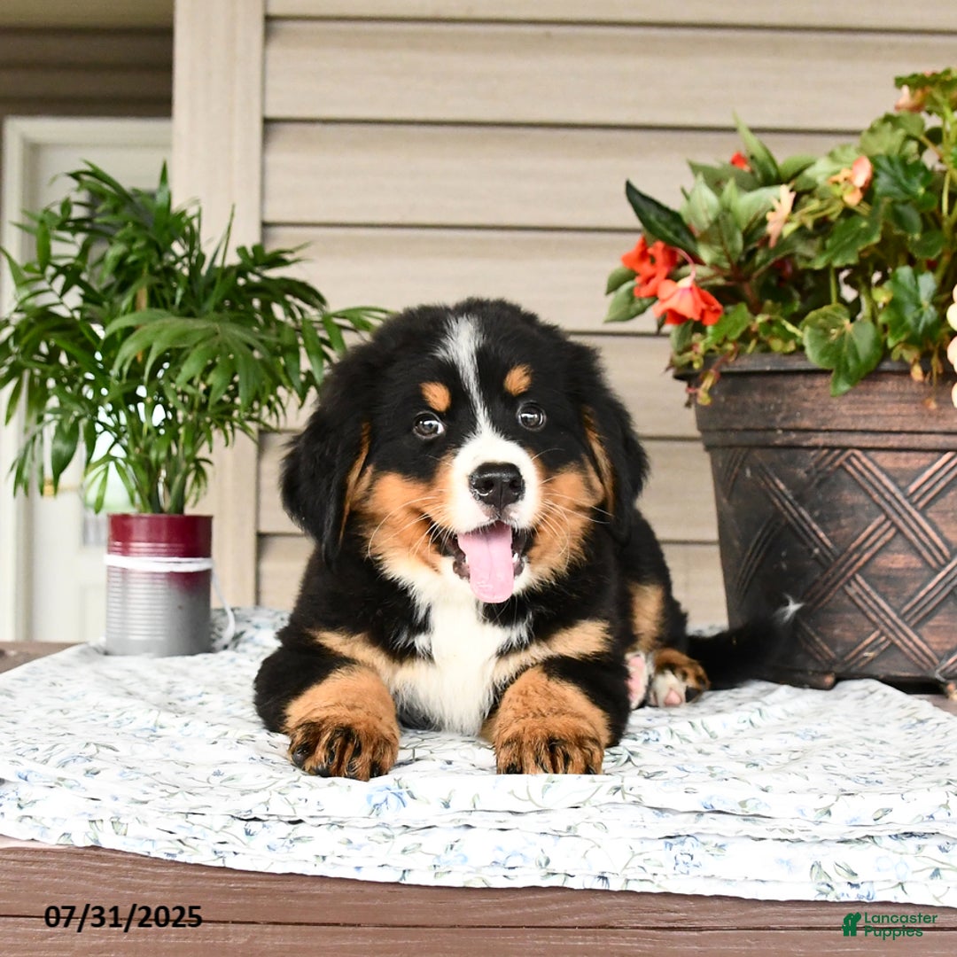 Bernese Mountain Dog dogs for sale: Bandit - Image 12