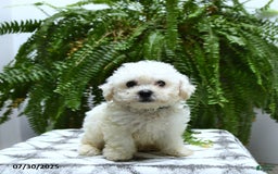 Bichon Frise dogs for sale: Ziggy - Image 3