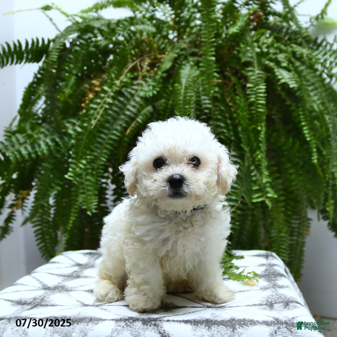 Bichon Frise dogs for sale: Ziggy - Image 3