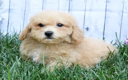 Bichpoo dogs for sale: Doogie - Image 9