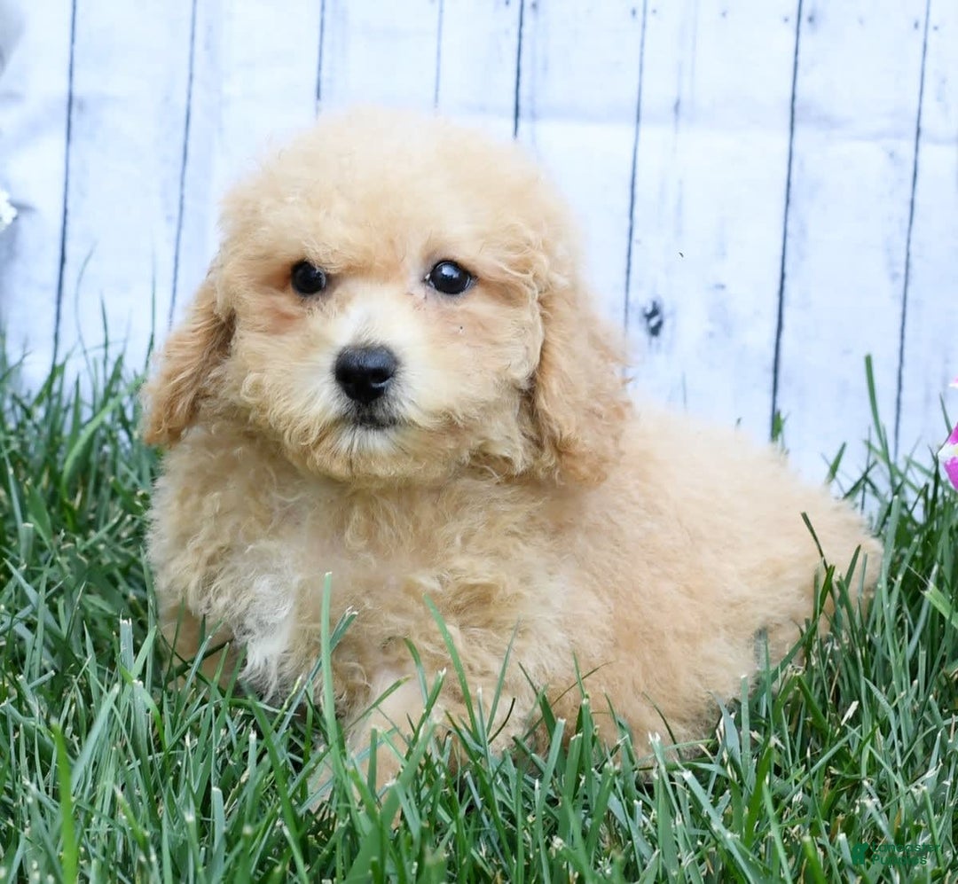 Bichpoo dogs for sale: Doogie - Image 9