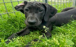Great Dane dogs for sale: Darla - Image 10