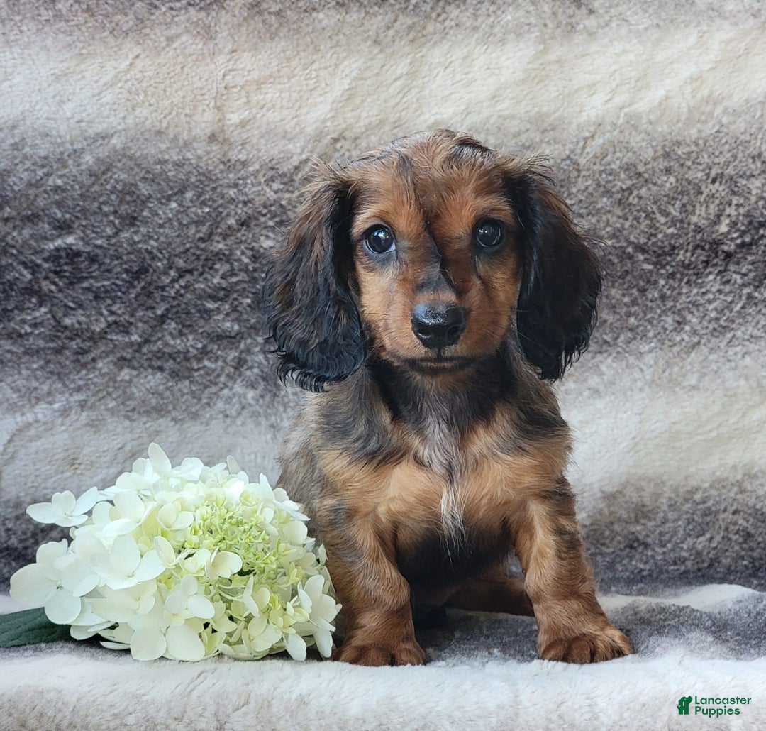 Miniature Dachshund dogs for sale: Trenton - Image 2
