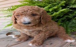 Goldendoodle dogs for sale: Asher - Image 14