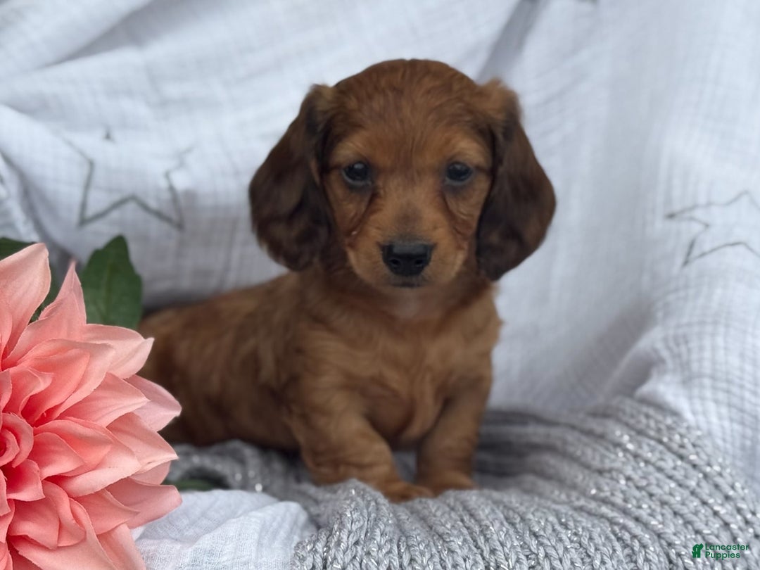 Miniature Dachshund dogs for sale: Teddy - Image 15