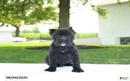 Cane Corso dogs for sale: Lucy - Image 2