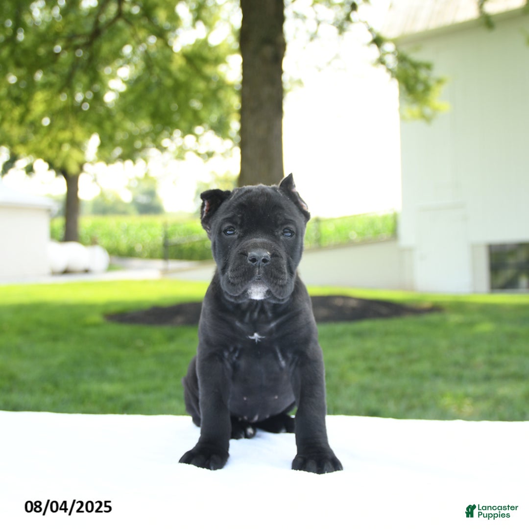 Cane Corso dogs for sale: Lucy - Image 2